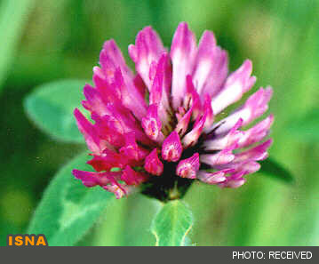 شبدر قرمز، آبی بر آتش گرگرفتگی 